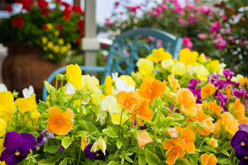 Colorful Petunias in Texas