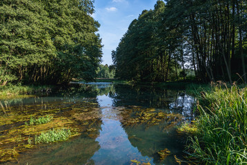 River Brda River flows through the forest near Koronowo town, Poland - obrazy, fototapety, plakaty