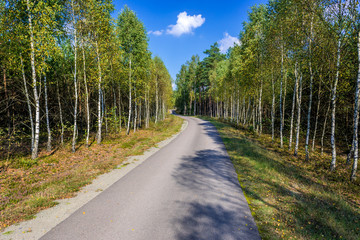 Fototapeta na wymiar Road between birch trees in Kujawy-Pomerania Province of Poland