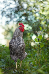 Motley rooster on a background of green plants.