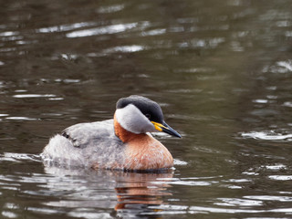 Red-necked grebe - Podiceps grisegen