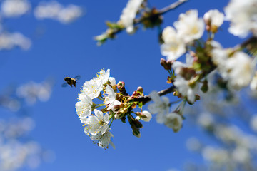 Bees pollinate the flowers of spring trees. Apiculture. Insects and plants.
