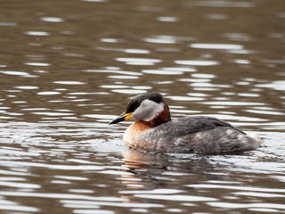Red-necked grebe - Podiceps grisegen