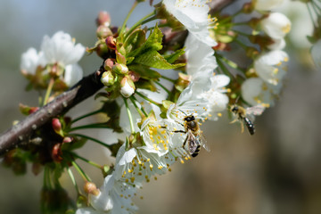 Bees pollinate the flowers of spring trees. Apiculture. Insects and plants.