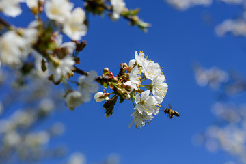 Bees pollinate the flowers of spring trees. Apiculture. Insects and plants.