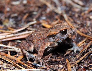 Naklejka premium Kröte