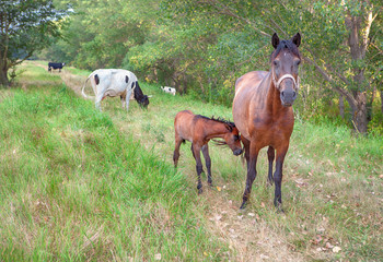farm animals horses and cows