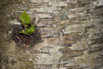 Spring. The clear blue sky. Birch and willow covered the first, bright soft green leaves. It seems that the branches are tiny forest fairies with long, green hair.