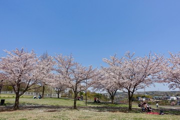 Fototapeta premium 多摩の桜