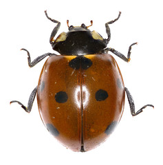 Seven-spot Ladybird on white Background  -  Coccinella septempunctata (Linnaeus, 1758)