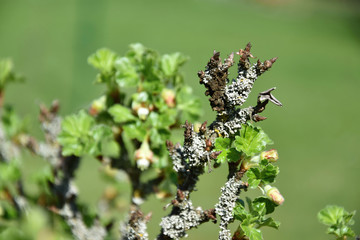 Lichen on gooseberry, gooseberries buds in spring.