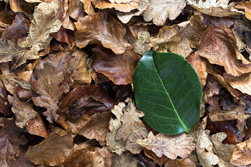 Semi-abstract of a single bright green leaf, facing up, on a bed of brown autumn leaves