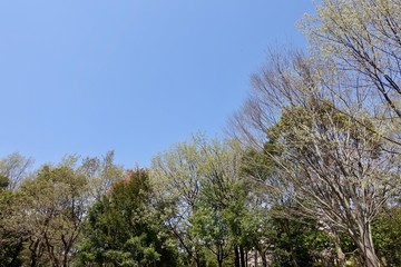 Obraz premium 新緑