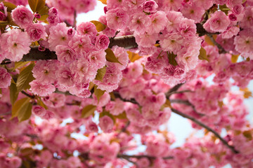 Spring background with flowering Japanese oriental cherry sakura blossom, pink buds with soft sunlight, soft focus