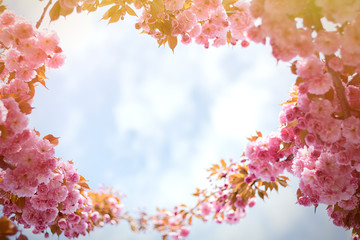 Spring background with flowering Japanese oriental cherry sakura blossom, pink buds with soft sunlight against the sky, soft focus, with space for text and postcards