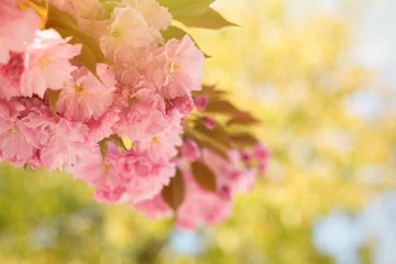 Foto op Plexiglas Kersenbloesem Spring background with flowering Japanese oriental cherry sakura blossom, pink buds with soft sunlight, soft focus