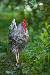 Motley rooster on a background of green plants.