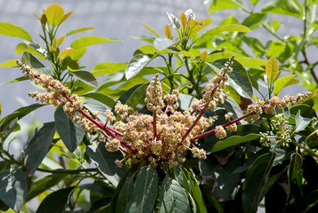 Blossoms Mango Indian (Mangifera indica)