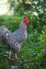 Motley rooster on a background of green plants.
