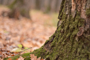 Growing moss on the bark of a tree. Close-up. A life. Greenery. Forest. Nature