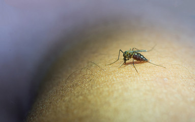 Mosquito sucking blood on the arm.