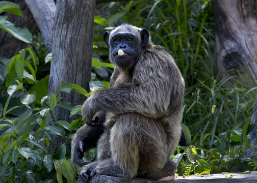 portrait of chimpanzee eating some fruit