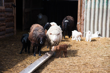 Animals on a rural farm