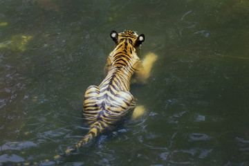 Fototapeta na wymiar Royal Bengal Tiger, Panthera Tigris, bathing in water
