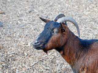 Brown goat. Portrait close