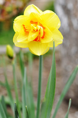 Beautiful yellow narcissus flower in spring garden outdoor