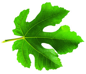 Fig (Ficus carica, common fig) leaf isolated on white background