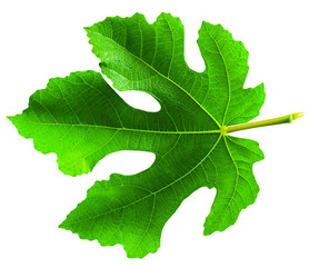 Fig (Ficus carica, common fig) leaf isolated on white background