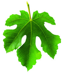 Fig (Ficus carica, common fig) leaf isolated on white background