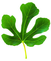 Fig (Ficus carica, common fig) leaf isolated on white background
