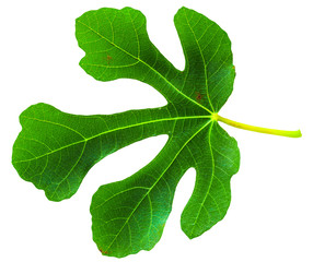 Fig (Ficus carica, common fig) leaf isolated on white background
