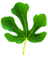 Fig (Ficus carica, common fig) leaf isolated on white background