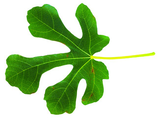 Fig (Ficus carica, common fig) leaf isolated on white background