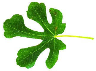 Fig (Ficus carica, common fig) leaf isolated on white background