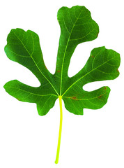 Fig (Ficus carica, common fig) leaf isolated on white background