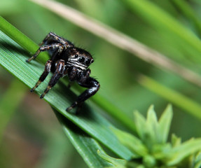 Springspinne