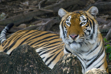 Royal Bengal Tiger, Panthera Tigris, bathing in water