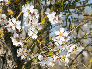 Primeras flores primaverales