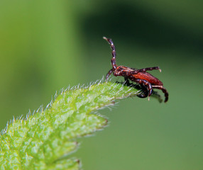 Zecke auf dem Blatt