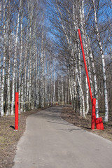 Fototapeta na wymiar Birch alley. View of alley in park on a spring time. Red barrier at the entranceю Asphalt road in park.
