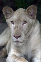 White female Lion 