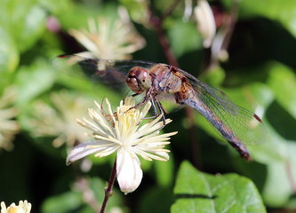 Libelle