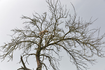frightened cat sits on a high dry tree