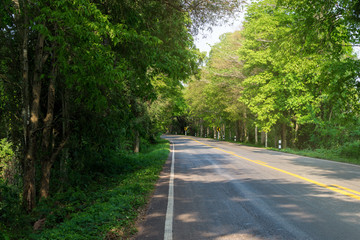 Road with green trees around and Leaning trees over the road.