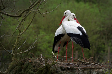 storks in love 
