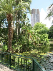 Fototapeta na wymiar Brisbane Botanischer Garten 8